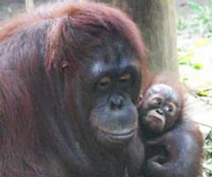 Orangutans at Toledo Zoo
