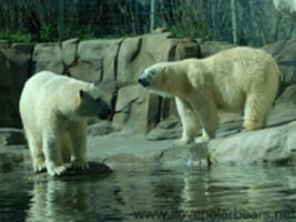 Polars Bear at Toledo Zoo